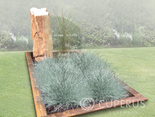 Versteend hout
