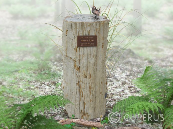 Klein versteend houten stammetje foto 1