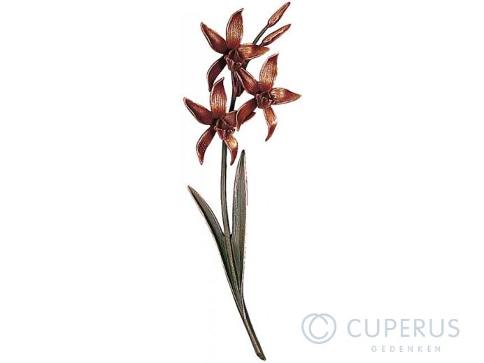 Orchidee foto 1