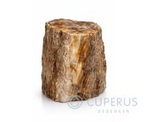 Versteend hout fossiel met gepolijst vlak foto 1