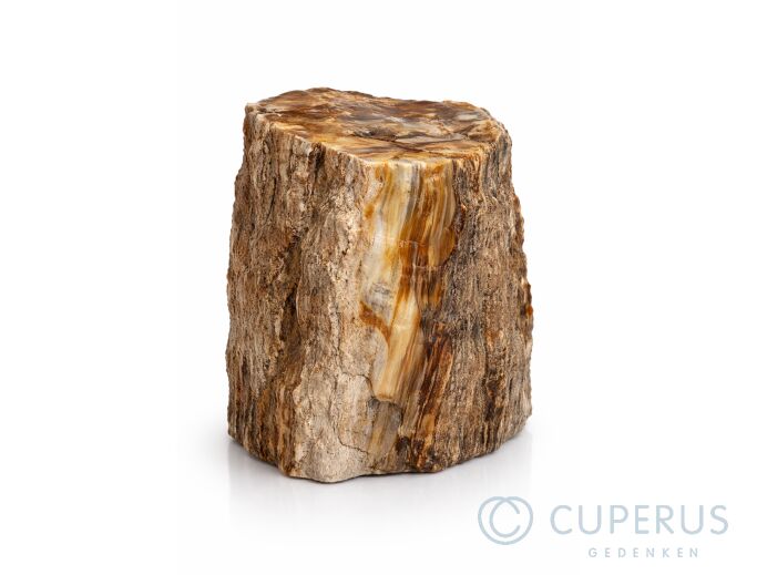 Versteend hout fossiel met gepolijst vlak foto 1