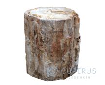 Versteend hout fossiel met gepolijst vlak foto 1